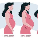 first trimester of pregnancy