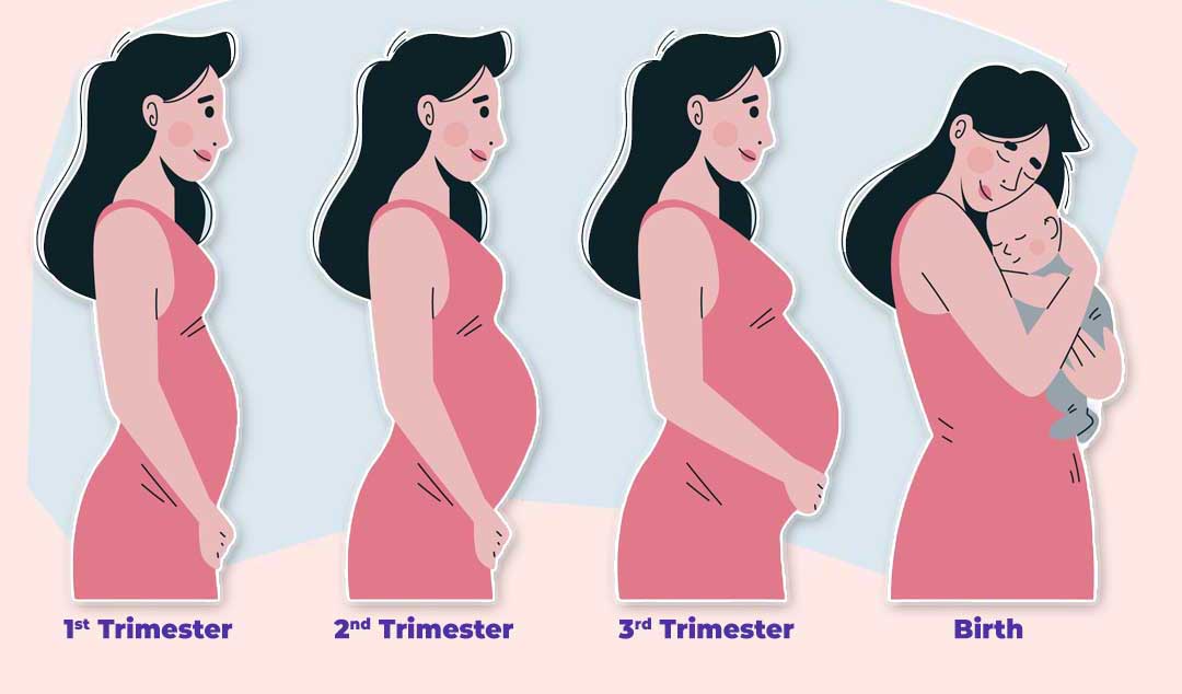 pregnancy trimesters
