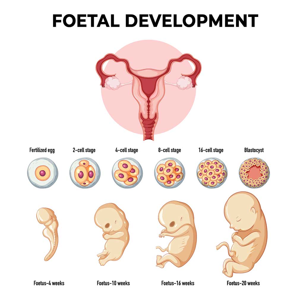 foetal development
