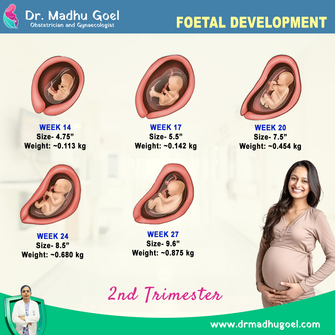 foetal development during 2nd trimester