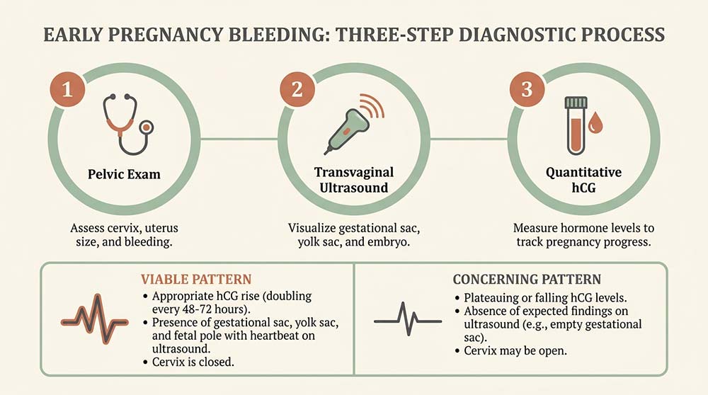 Early pregnancy bleeding diagnostic process showing ultrasound and hCG evaluation steps